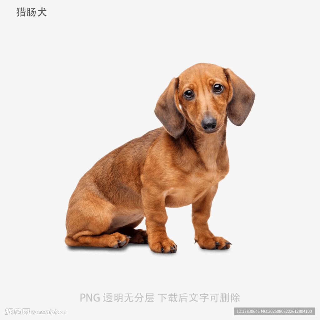 猎肠犬