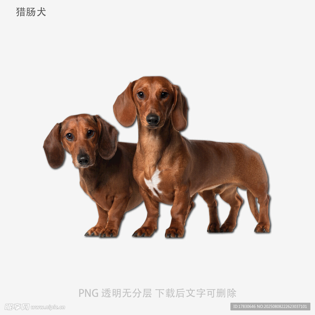 猎肠犬