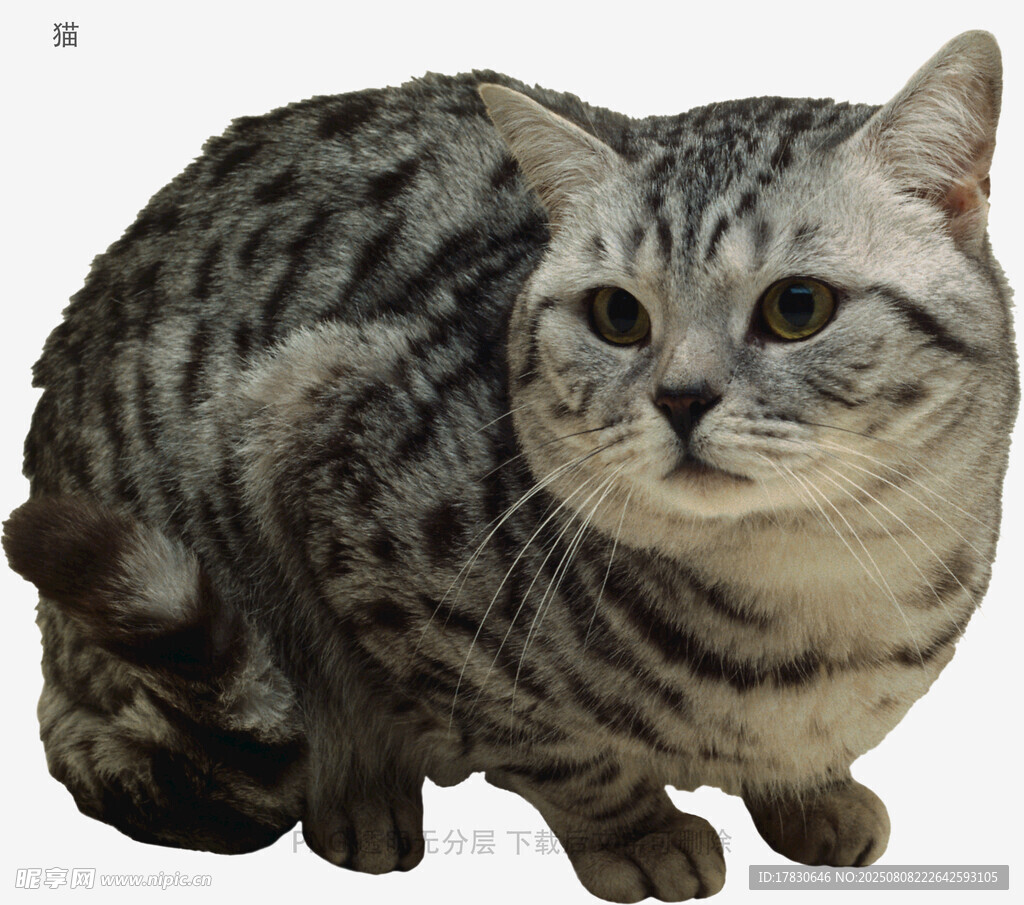 猫