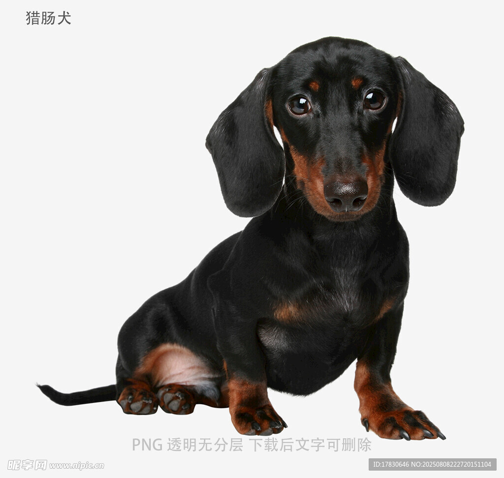 猎肠犬