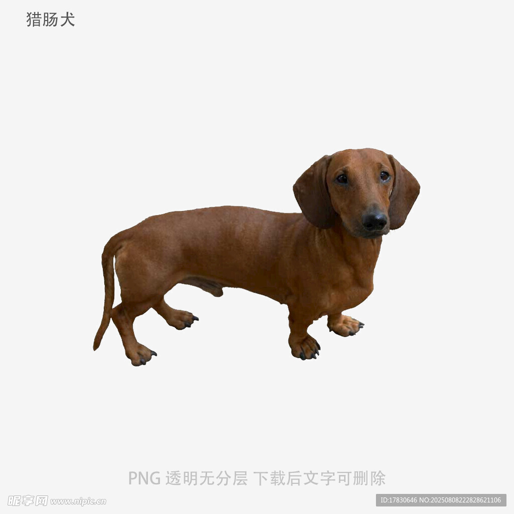 猎肠犬