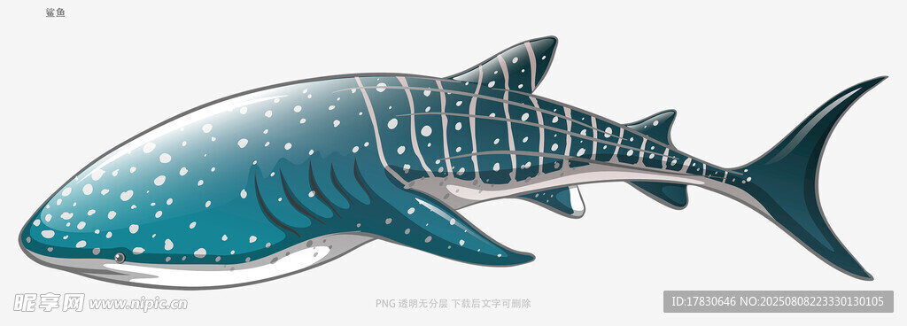 鲨鱼
