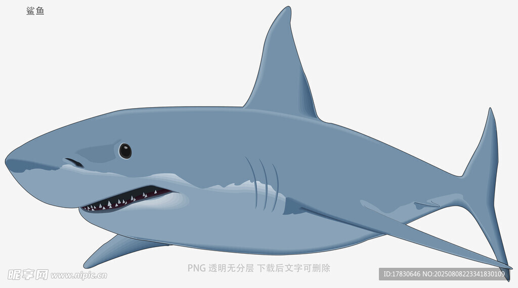 鲨鱼