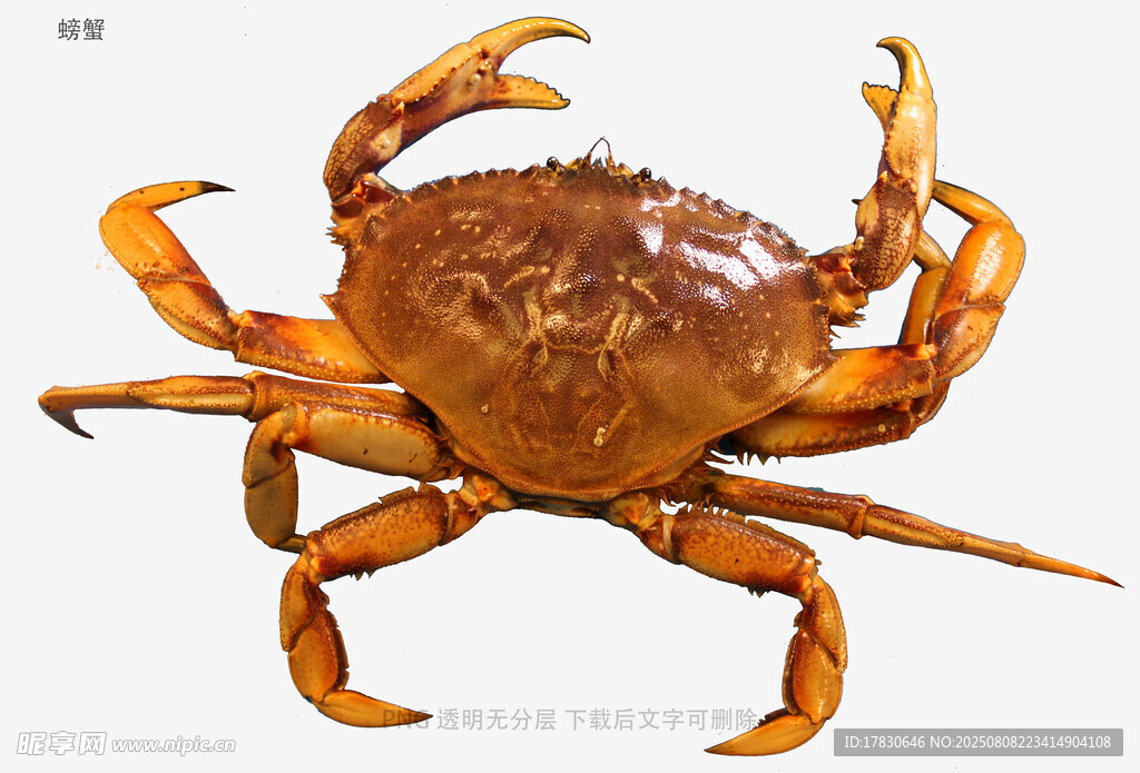 螃蟹