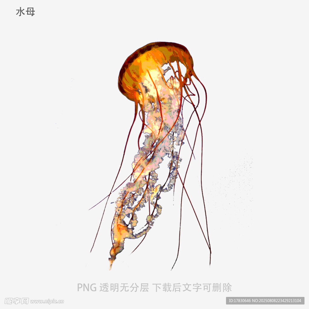 水母
