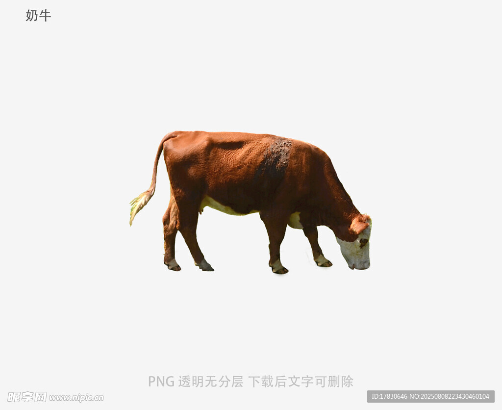奶牛