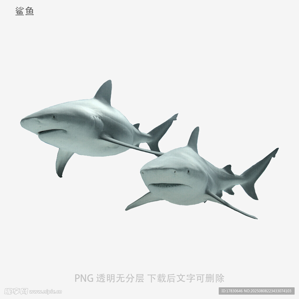 鲨鱼