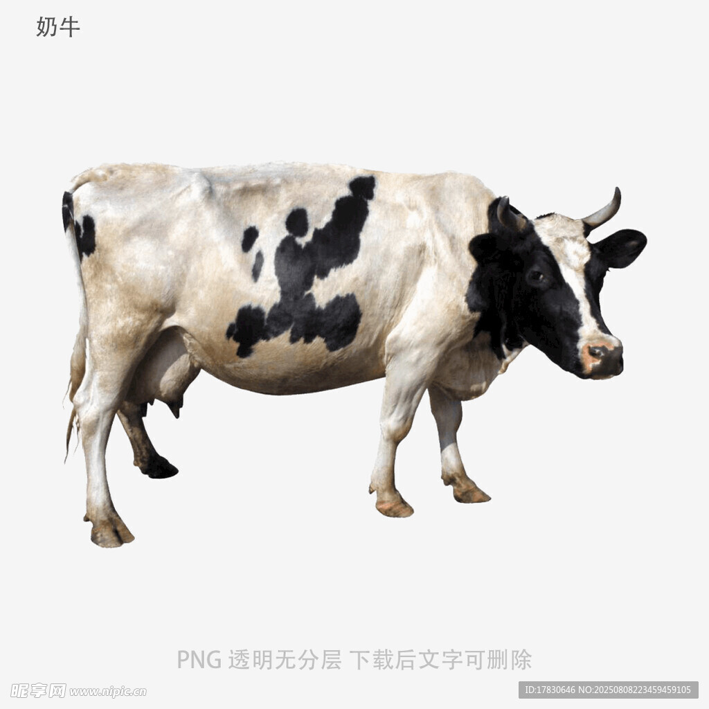 奶牛