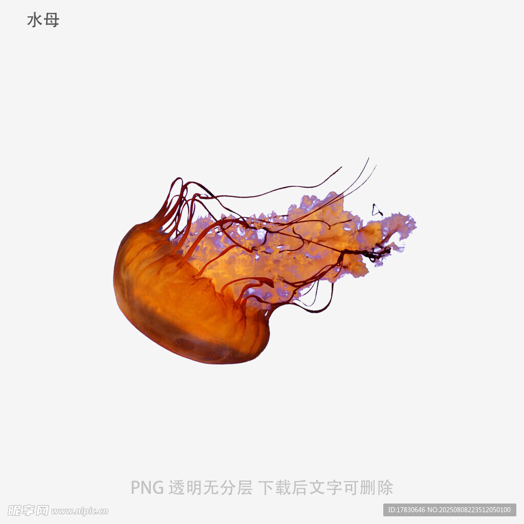 水母