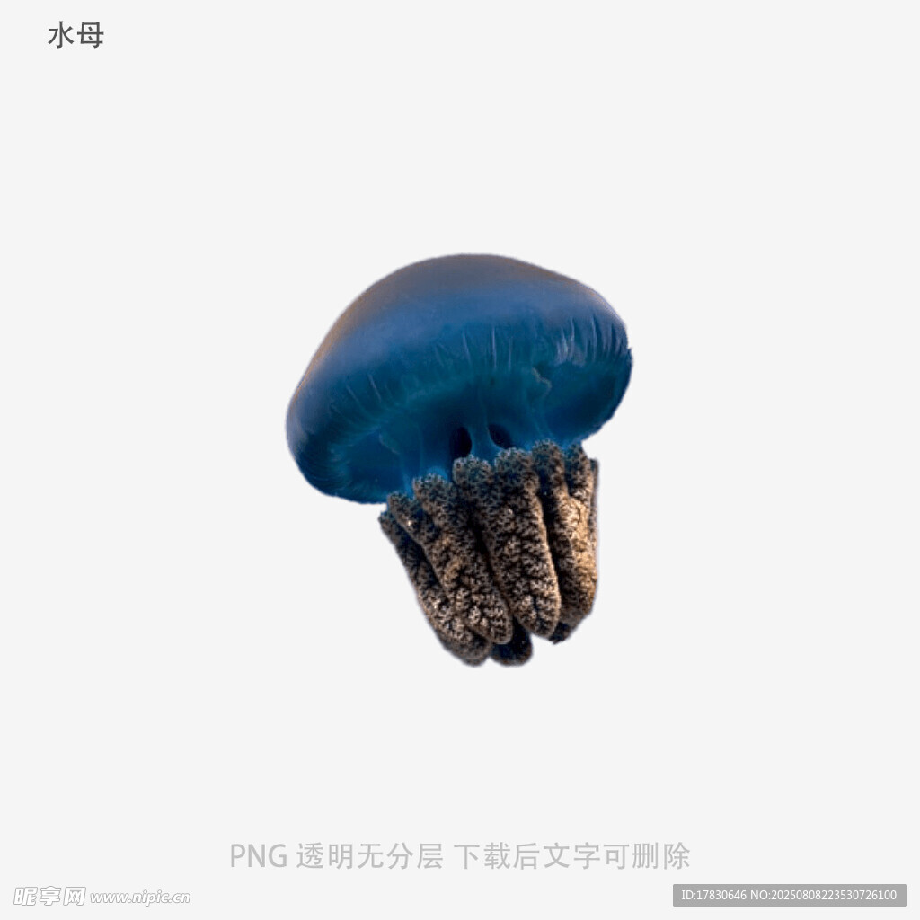 水母