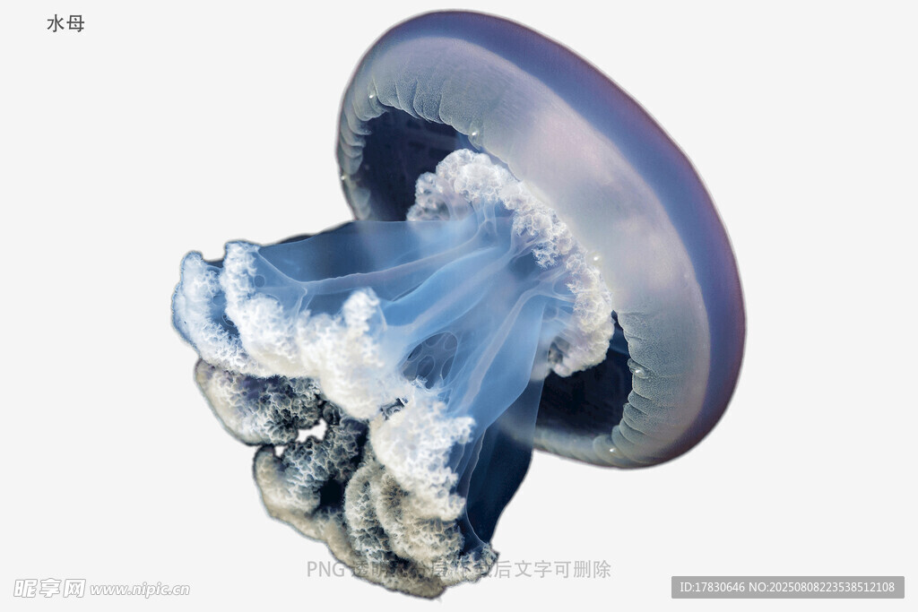 水母
