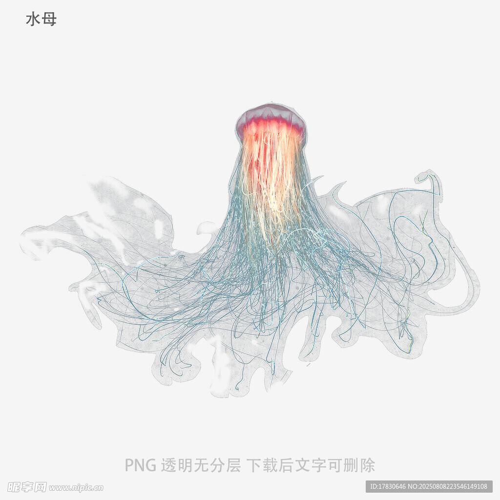 水母