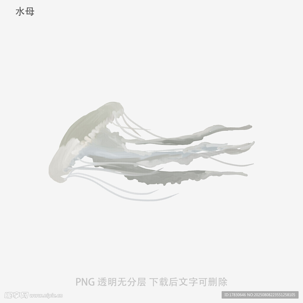 水母