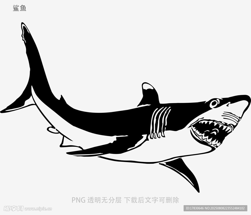 鲨鱼