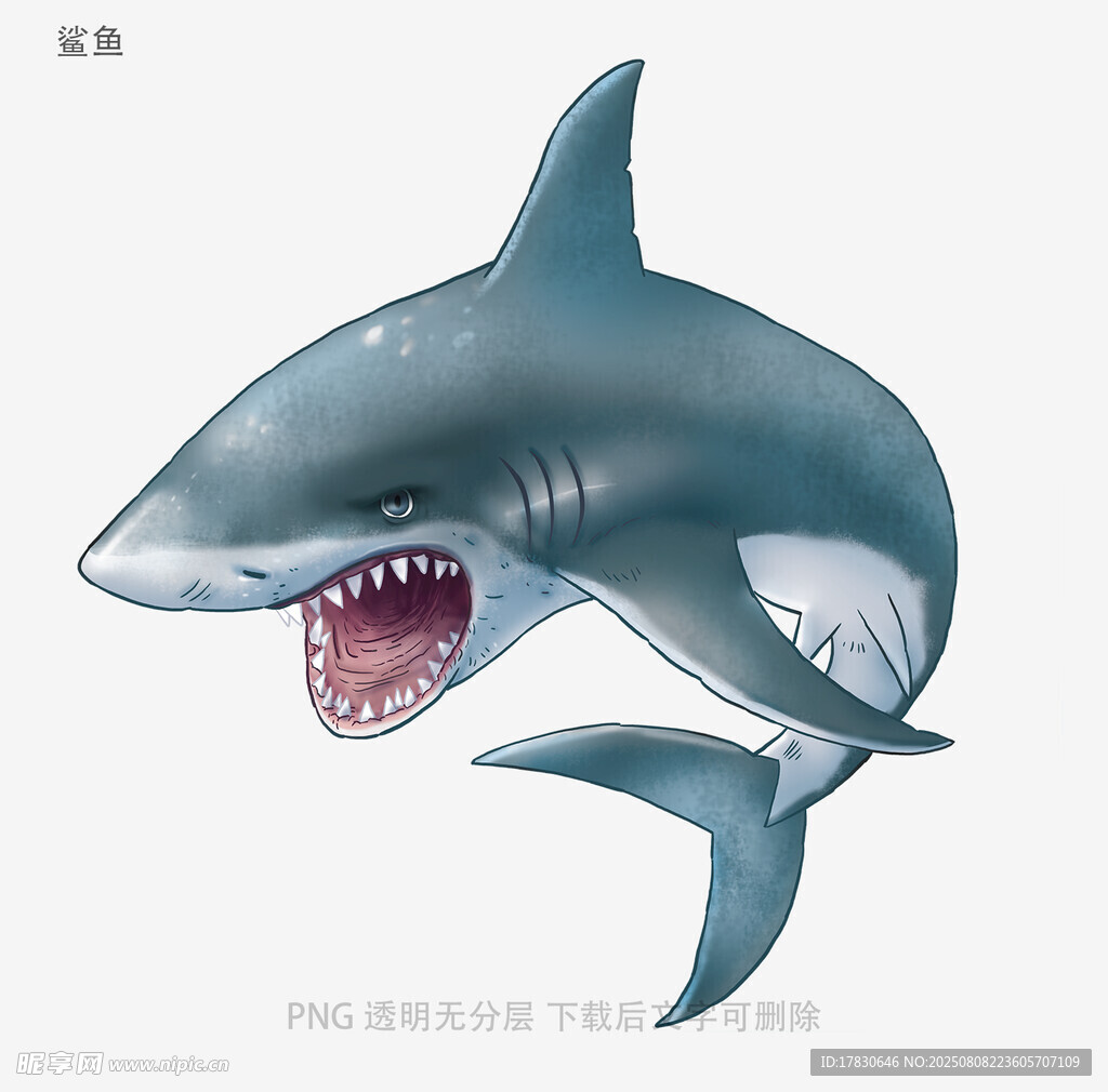 鲨鱼