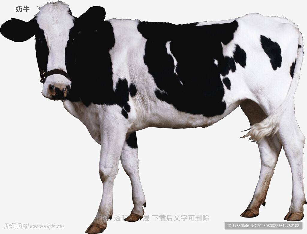 奶牛