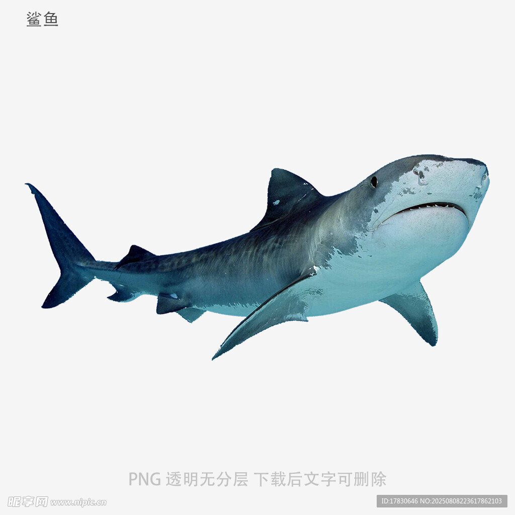 鲨鱼