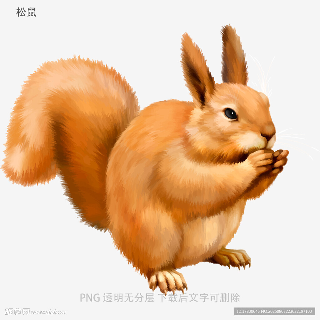 松鼠