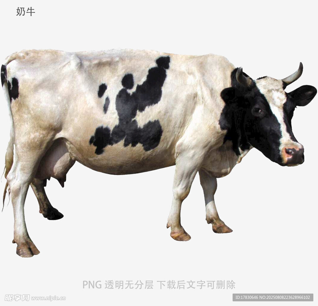 奶牛