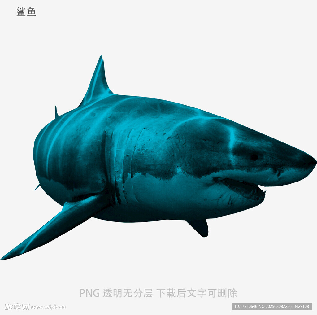 鲨鱼