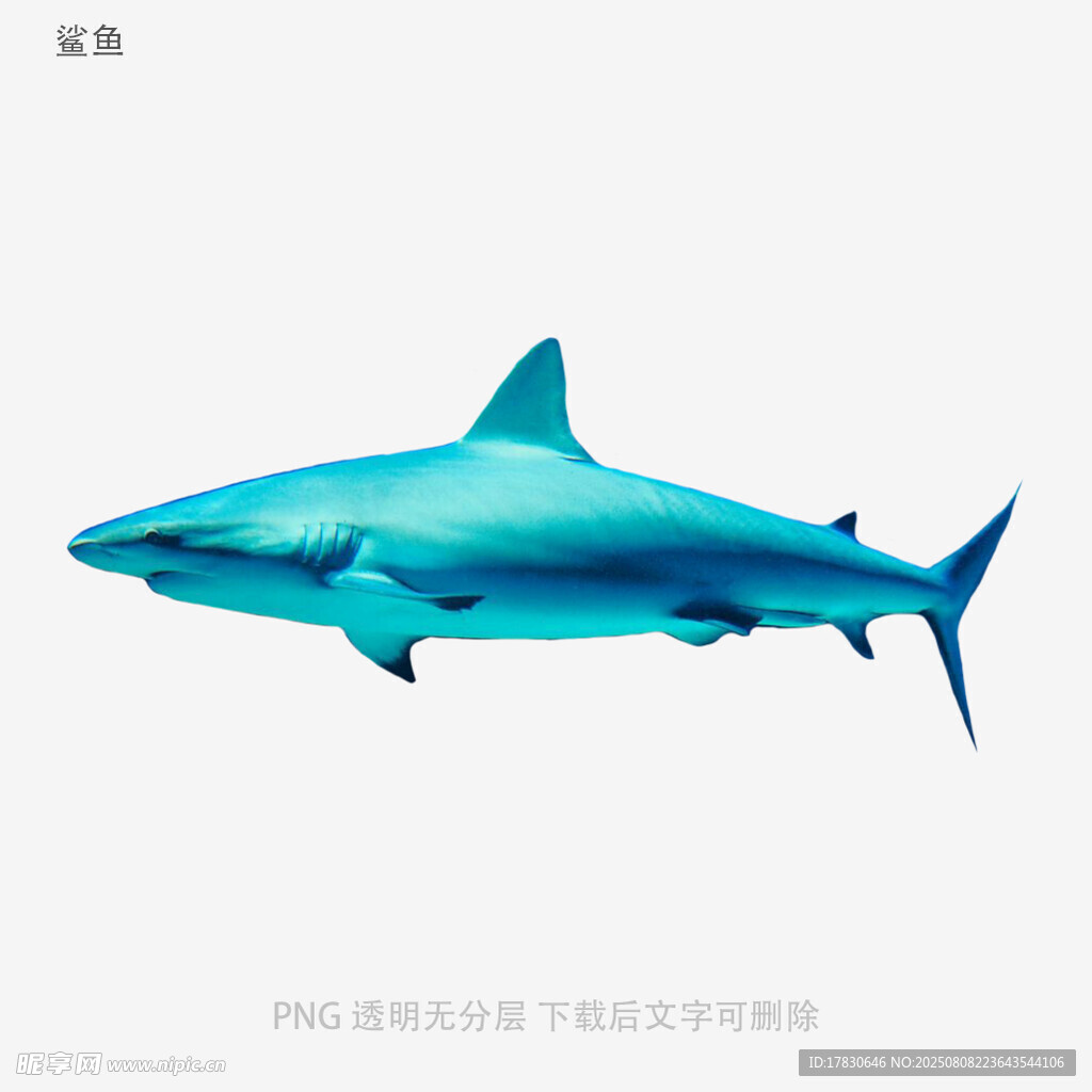 鲨鱼
