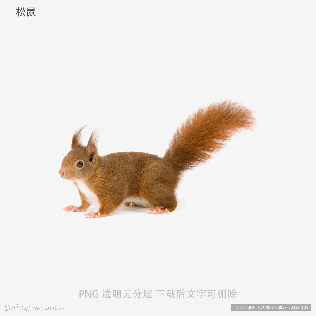 松鼠