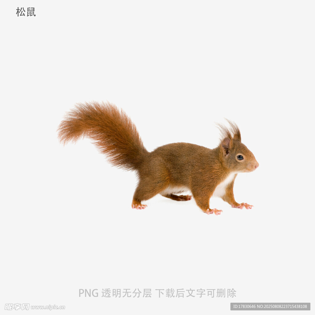 松鼠