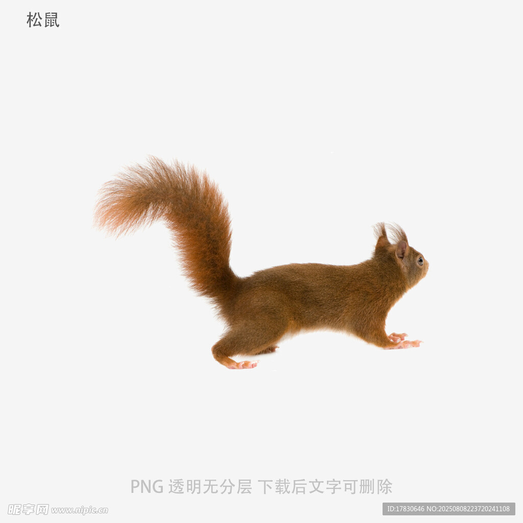 松鼠