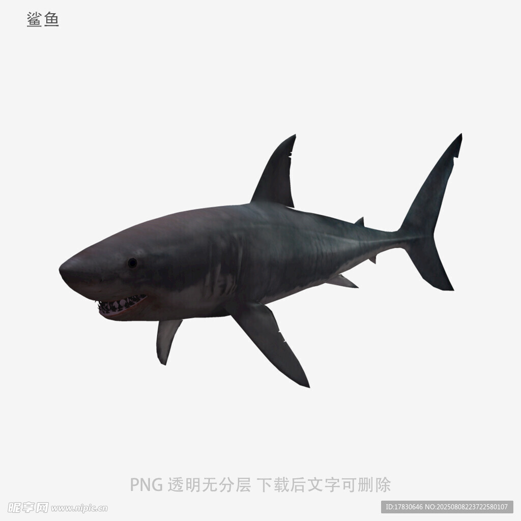 鲨鱼