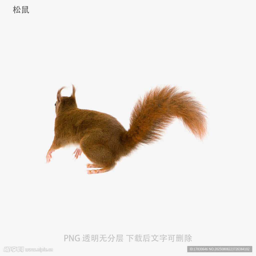 松鼠