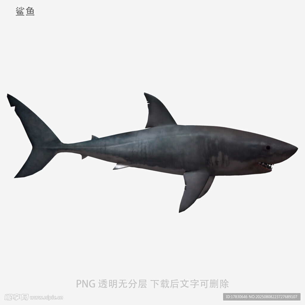 鲨鱼