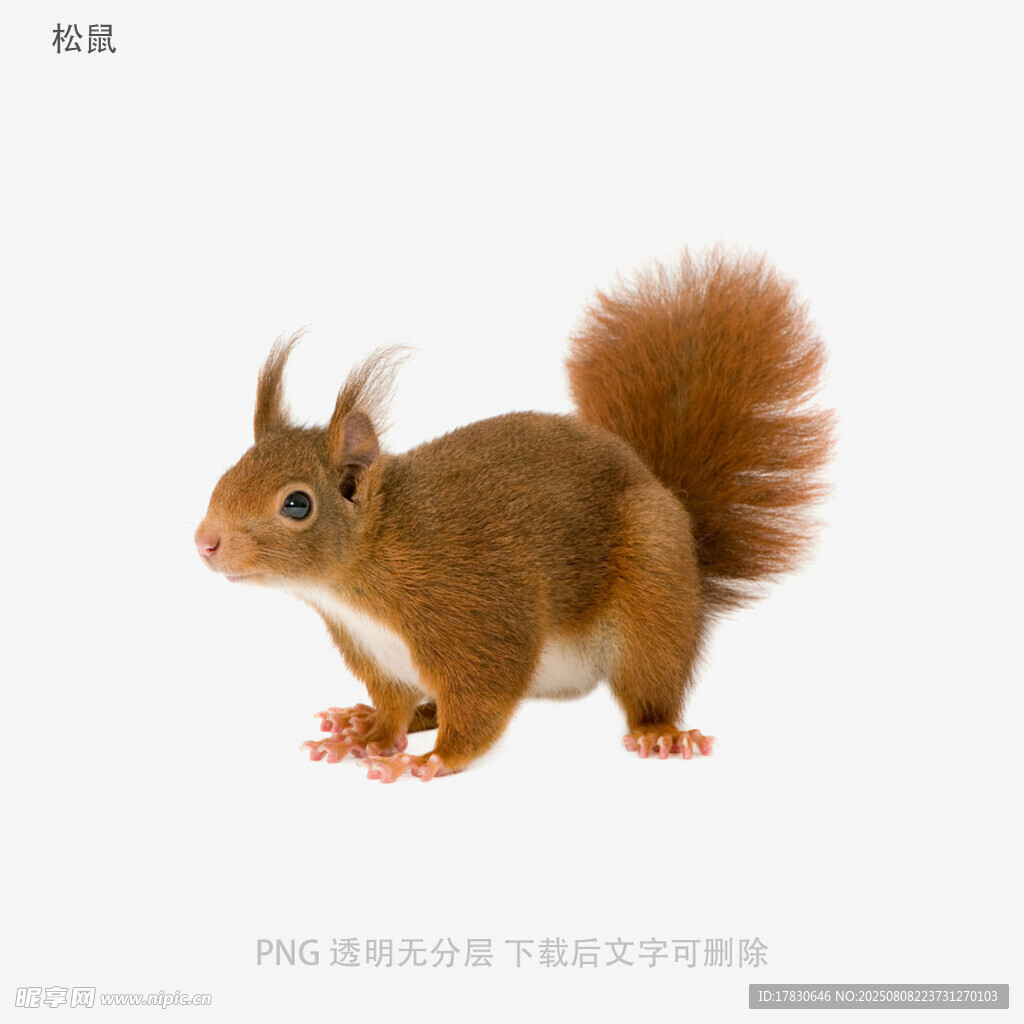 松鼠