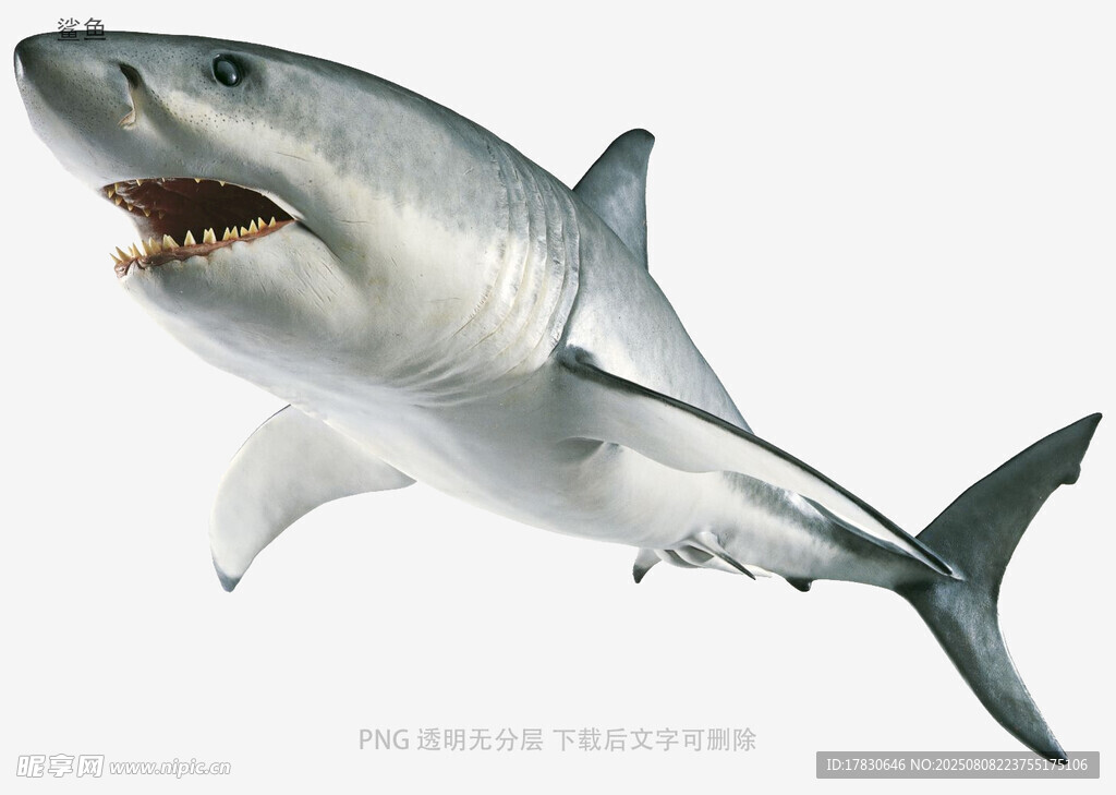 鲨鱼