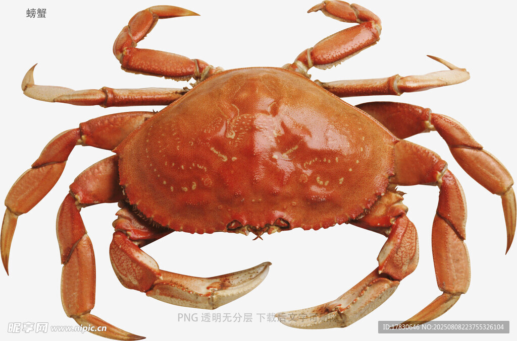 螃蟹
