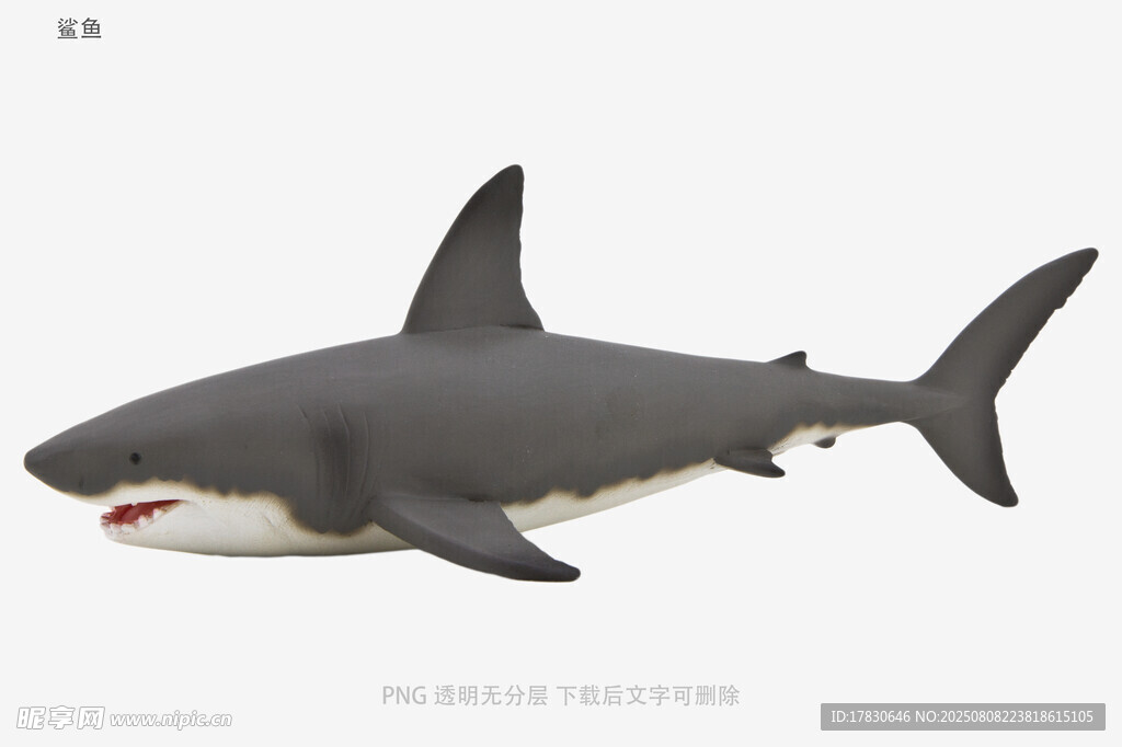 鲨鱼