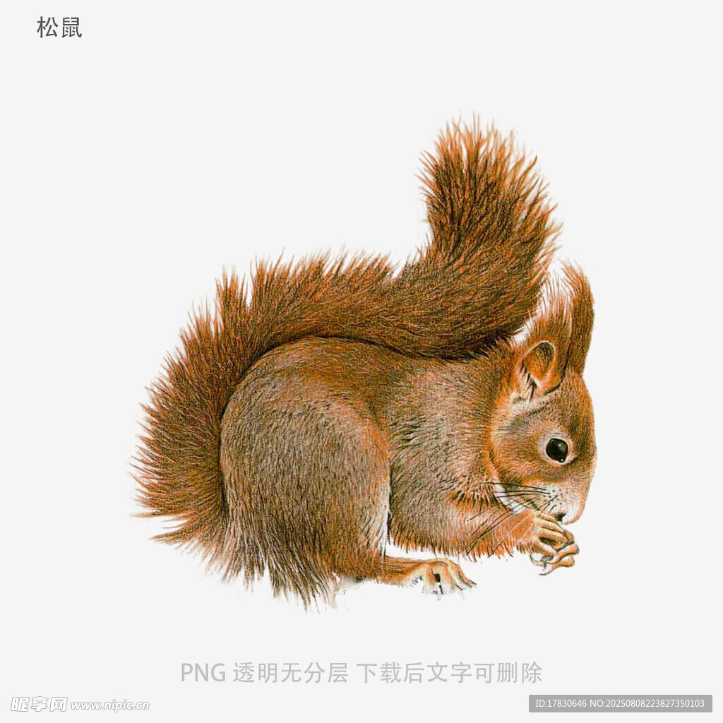 松鼠