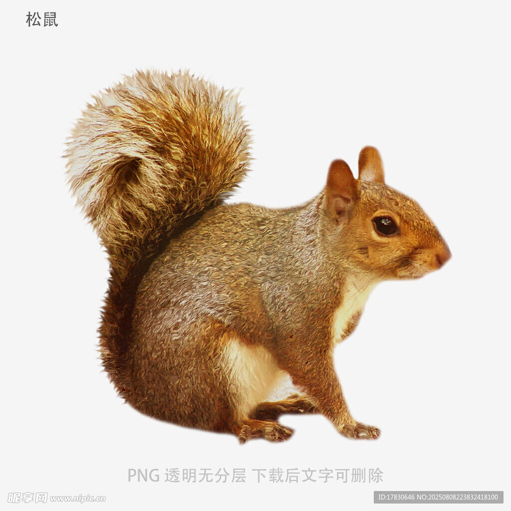 松鼠