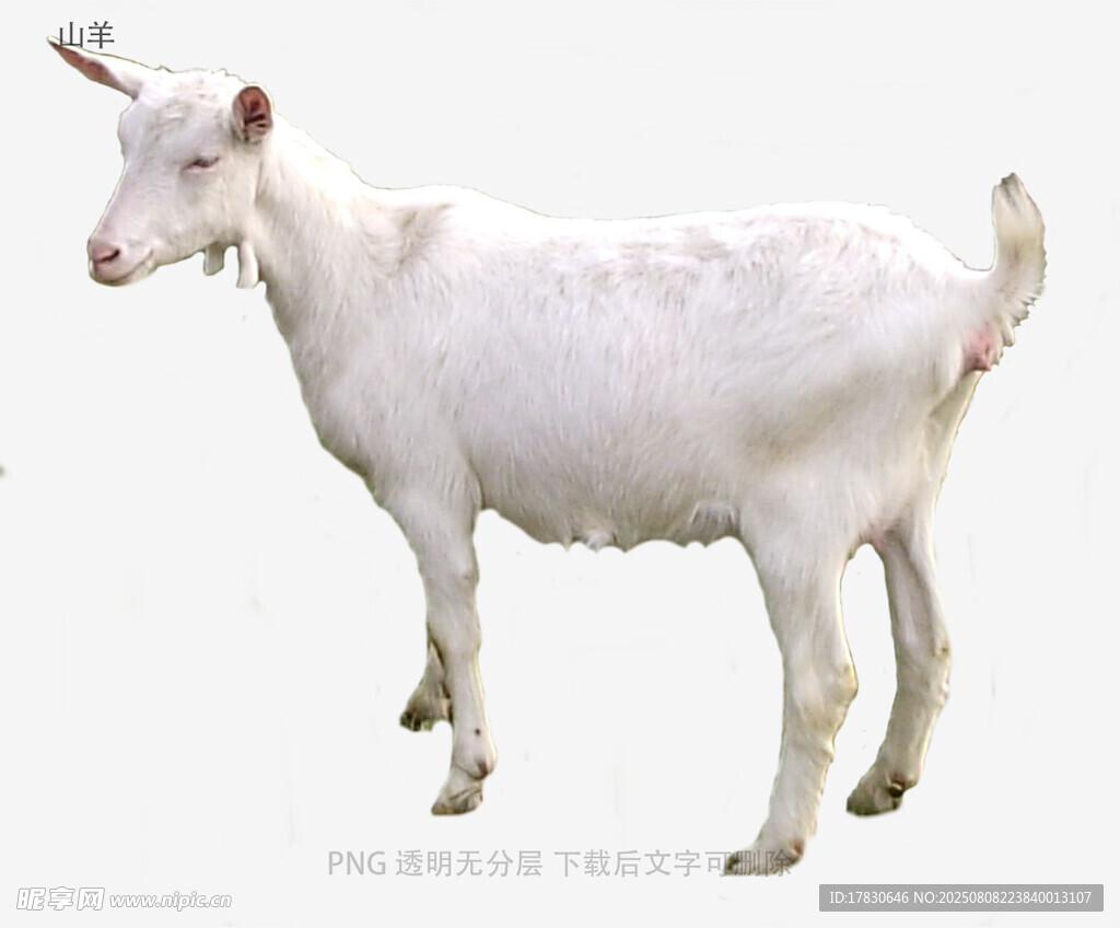 山羊