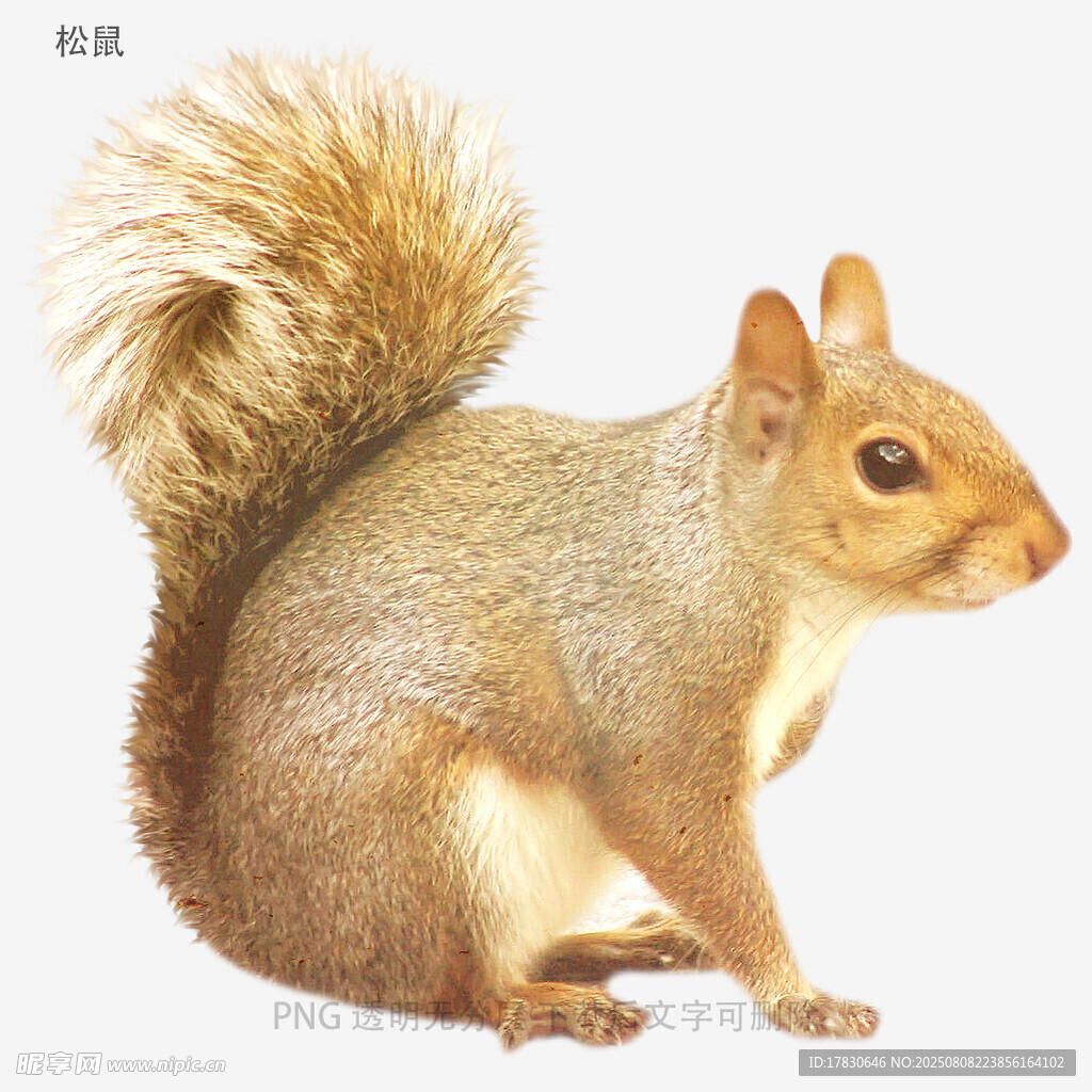 松鼠