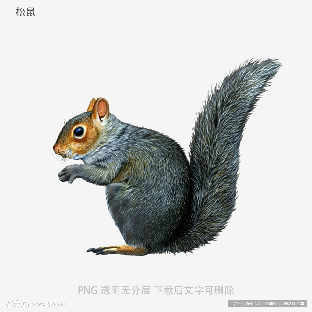 松鼠