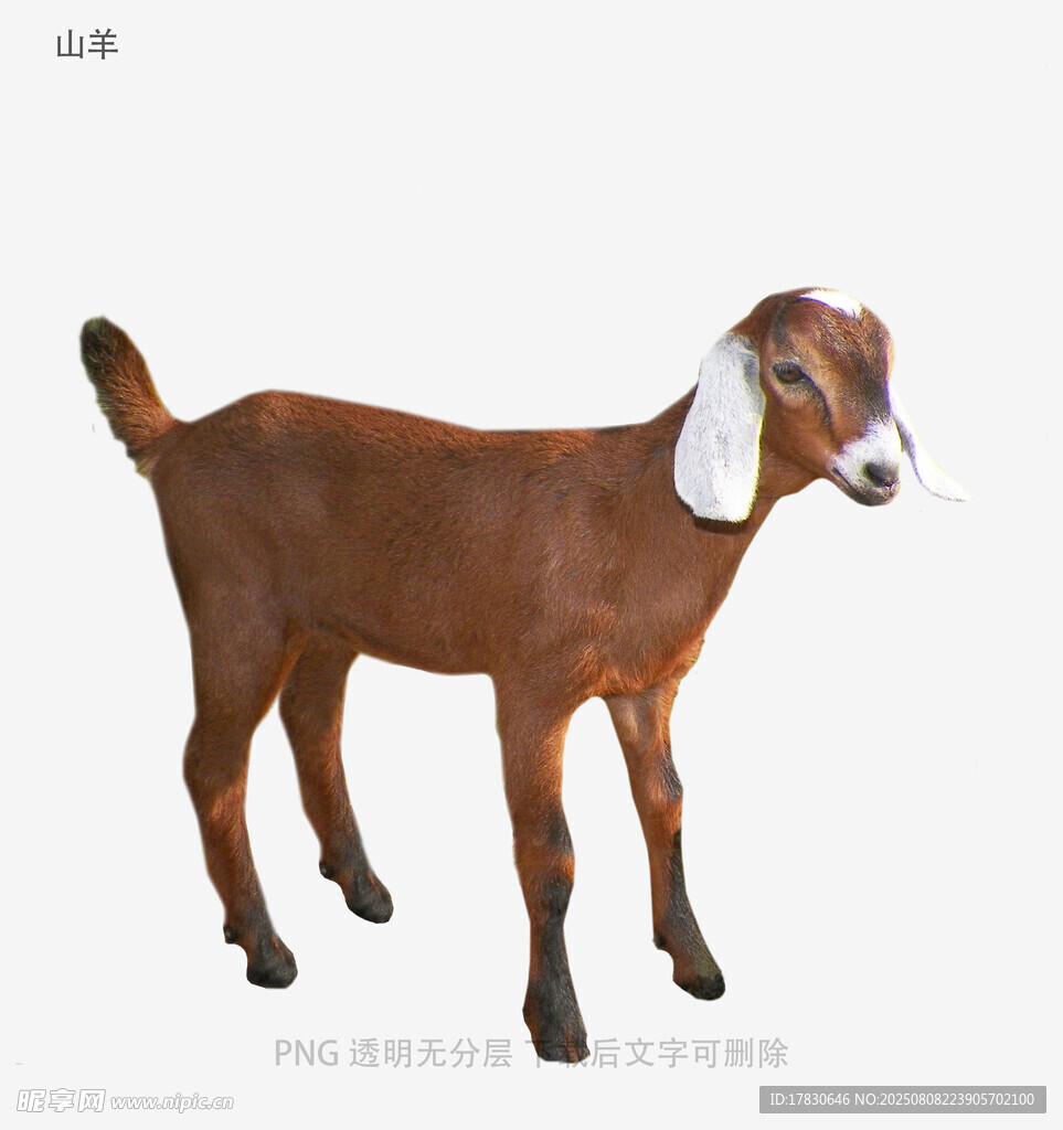 山羊