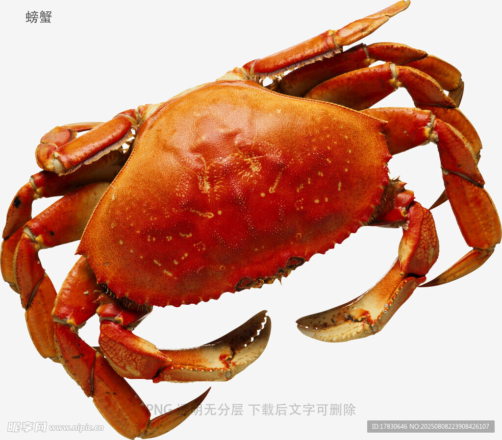 螃蟹