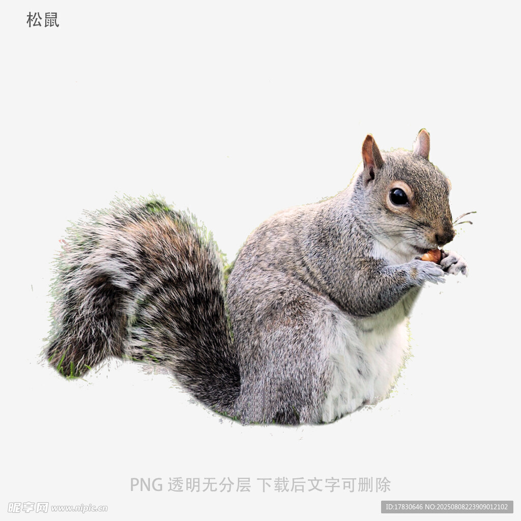 松鼠