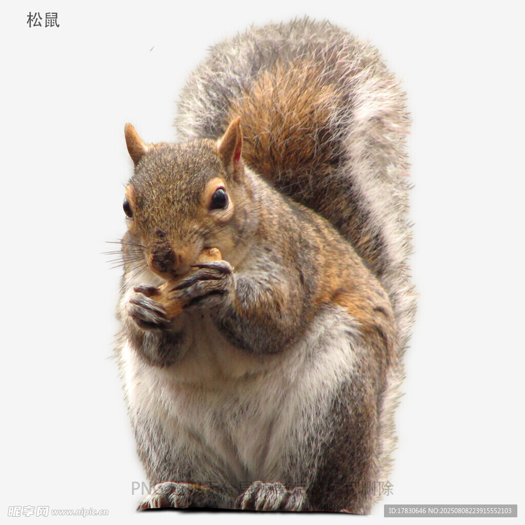 松鼠