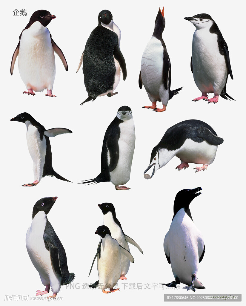 企鹅