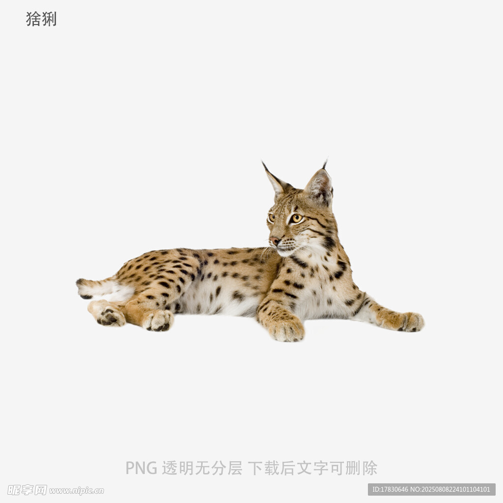 猞猁