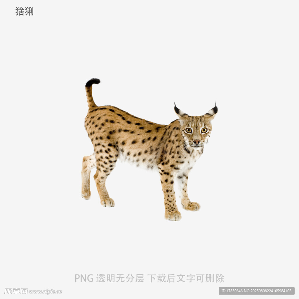 猞猁