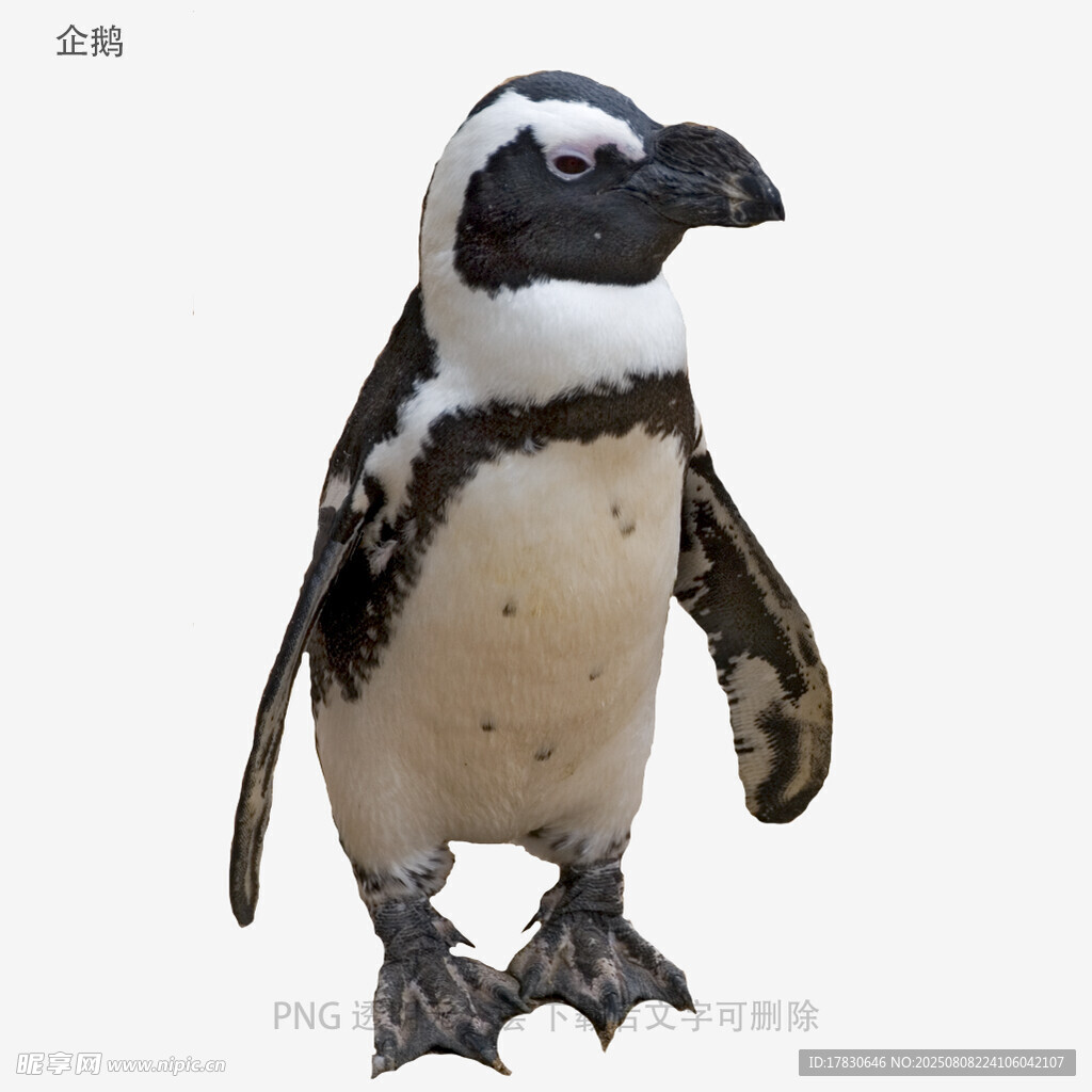 企鹅