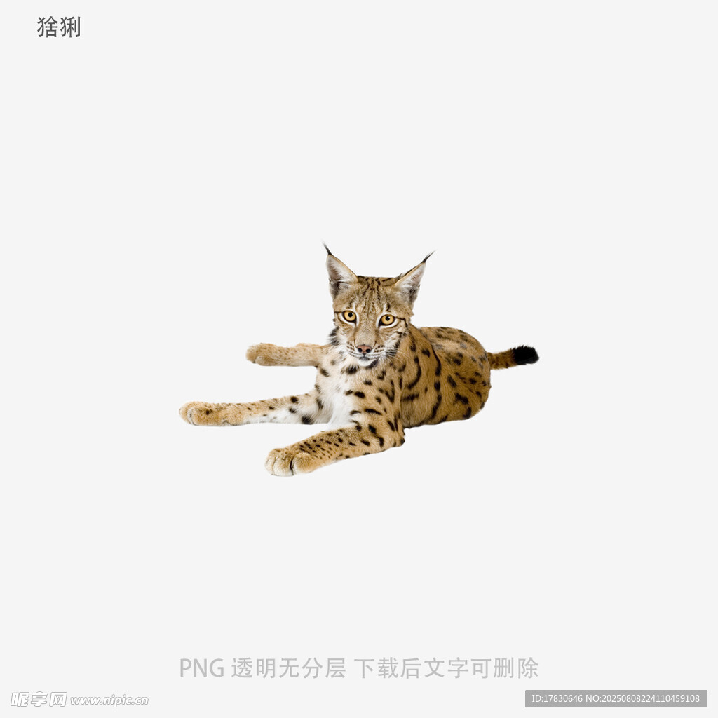 猞猁