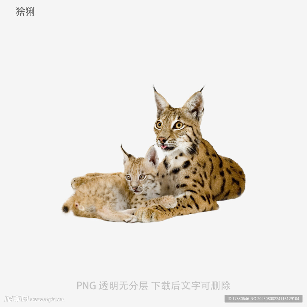 猞猁